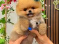 Pomeranian boo