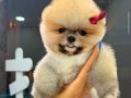 Pomeranian boo