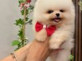 Pomeranian boo