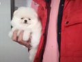 Kat betaz ayı surat pomeranian