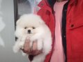 Kat betaz ayı surat pomeranian