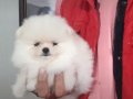 Kat betaz ayı surat pomeranian