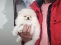 Kat betaz ayı surat pomeranian