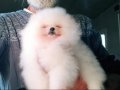 Saf kan pomeranian boo