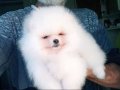 Saf kan pomeranian boo