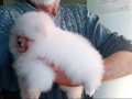 Saf kan pomeranian boo