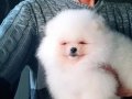 Saf kan pomeranian boo