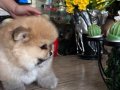 Saf kan pomeranian 
