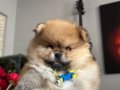 Saf kan pomeranian 