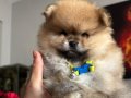 Saf kan pomeranian 