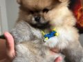 Saf kan pomeranian 