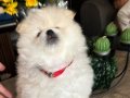 Saf kan pomeranian 