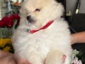 Saf kan pomeranian 