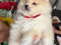 Saf kan pomeranian 