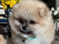 Saf kan pomeranian 