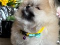 Saf kan pomeranian 