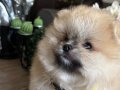 Saf kan pomeranian 