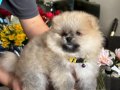 Saf kan pomeranian 