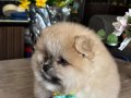 Saf kan pomeranian 