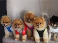 Safkan pomeranianlar 