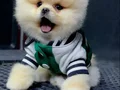 Orjinal pomeranian 