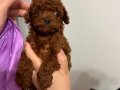 KORE TOY POODLE BEBEKLER
