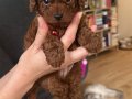 KORE TOY POODLE BEBEKLER