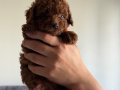 KORE TOY POODLE BEBEKLER
