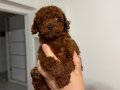 KORE TOY POODLE BEBEKLER
