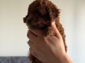 KORE TOY POODLE BEBEKLER