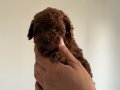 KORE TOY POODLE BEBEKLER
