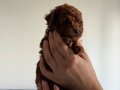 KORE TOY POODLE BEBEKLER