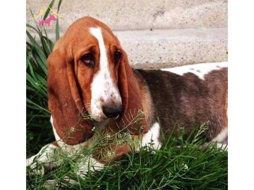 Basset Hound 