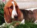 Basset Hound 