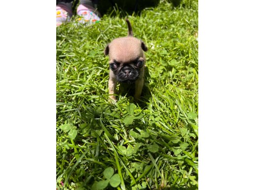 MINYATUR PUG YAVRUSU 0 numara DISI