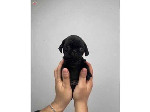 60 Günlük Sevimli Erkek PUG yavruları İSTANBUL