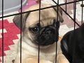 60 Günlük Sevimli Erkek PUG yavruları İSTANBUL
