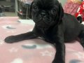 60 Günlük Sevimli Erkek PUG yavruları İSTANBUL