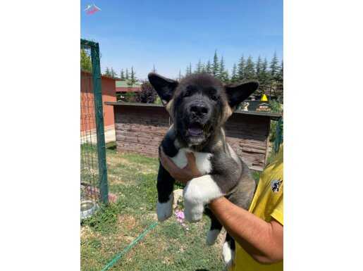 MUAZZAM ÖTESİ AKITA YAVRULARI