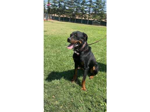 YETİŞKİN KORUMAYA YATKIN DİŞİ ROTTWEILER