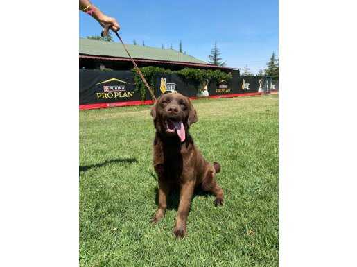 EVLERE ŞENLİK DİŞİ CHOCOLAT LABRADOR