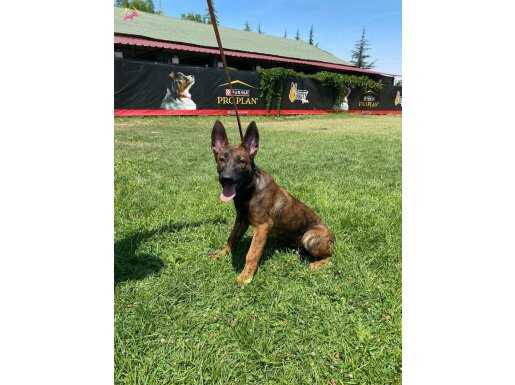 KIPIR KIPIR DİŞİ DUTCH SHEPHERD YAVRUSU