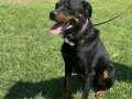 YETİŞKİN KORUMAYA YATKIN DİŞİ ROTTWEILER