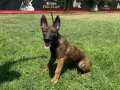 KIPIR KIPIR DİŞİ DUTCH SHEPHERD YAVRUSU