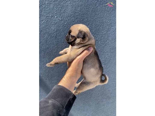 Pug Mops Yavrularımız Sıfır Burun Gül Kuyruk