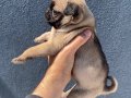 Pug Mops Yavrularımız Sıfır Burun Gül Kuyruk