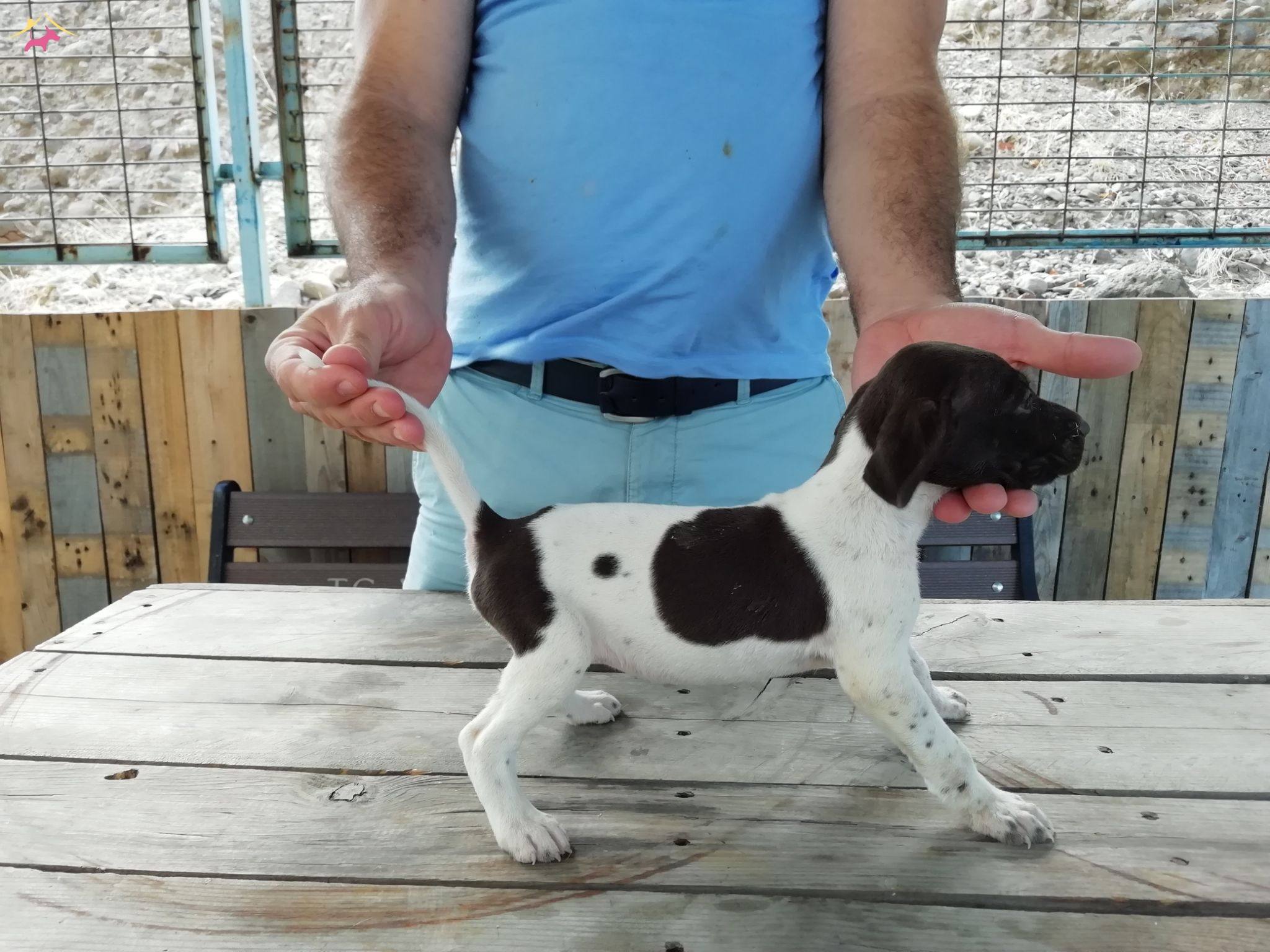 kurzhaar av köpeği fiyatları