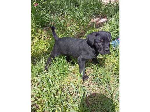 CANECORSO DEV YAVRU 