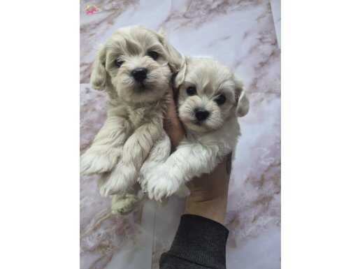 PAMUK ŞEKERLER MALTESE 