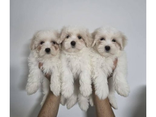 A Plus Kalite Kore Maltese Yavrusu